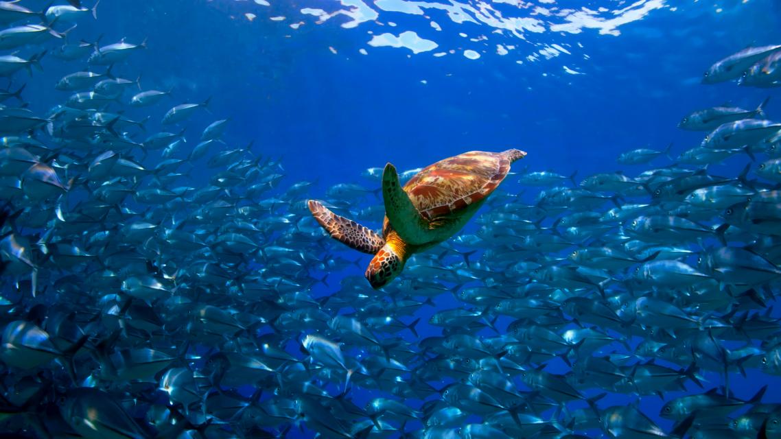 Turtle