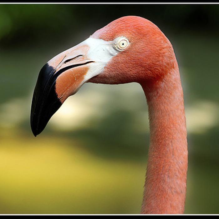 De knalroze flamingo: Nucleaire oorlog India en Pakistan