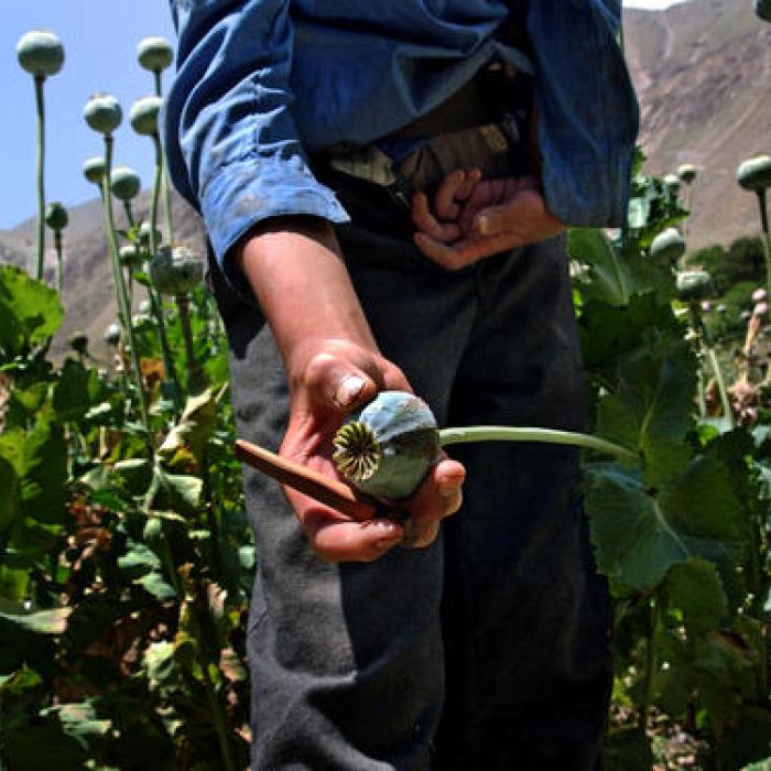 Transnational organised crime and fragile states