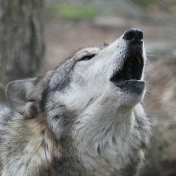 Lone wolves and their enabling environment