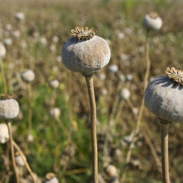 Poppy diplomacy in Afghanistan: embracing the benefits of the illegal opium economy
