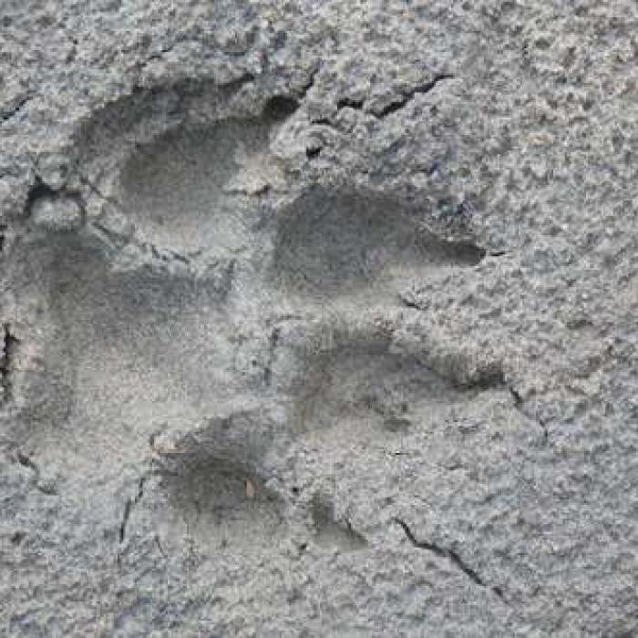 Geïmproviseerde explosieven: het wapendomein van de opstandeling