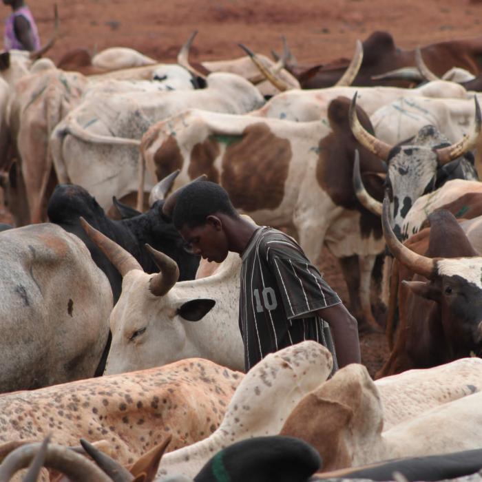 Mali's fertile grounds for conflict