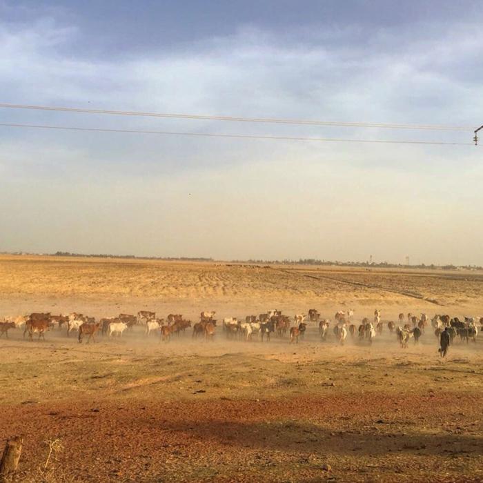 Resource conflicts and embattled traditional authorities in Mali
