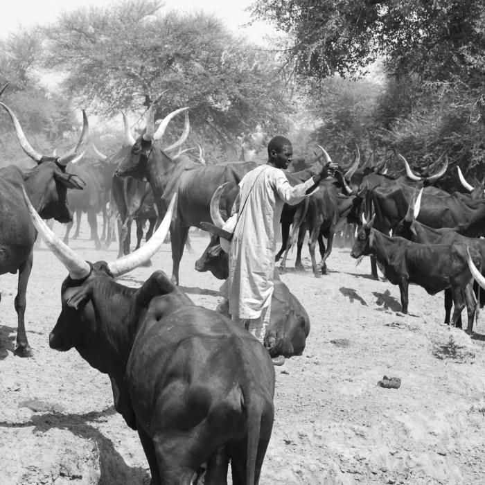 Pandemic meets poverty: Pandemonium for pastoralists in the Sahel