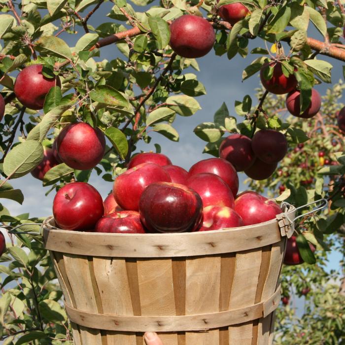 EU enlargement package: Can one bad apple spoil the whole barrel?