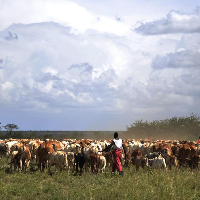 Pastoralist adaptation in Burkina Faso