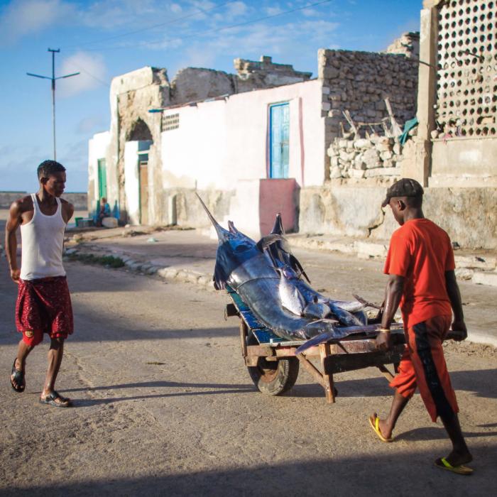 Fisheries Co-Management: a Promise of Hope for Somalia’s Economy 
