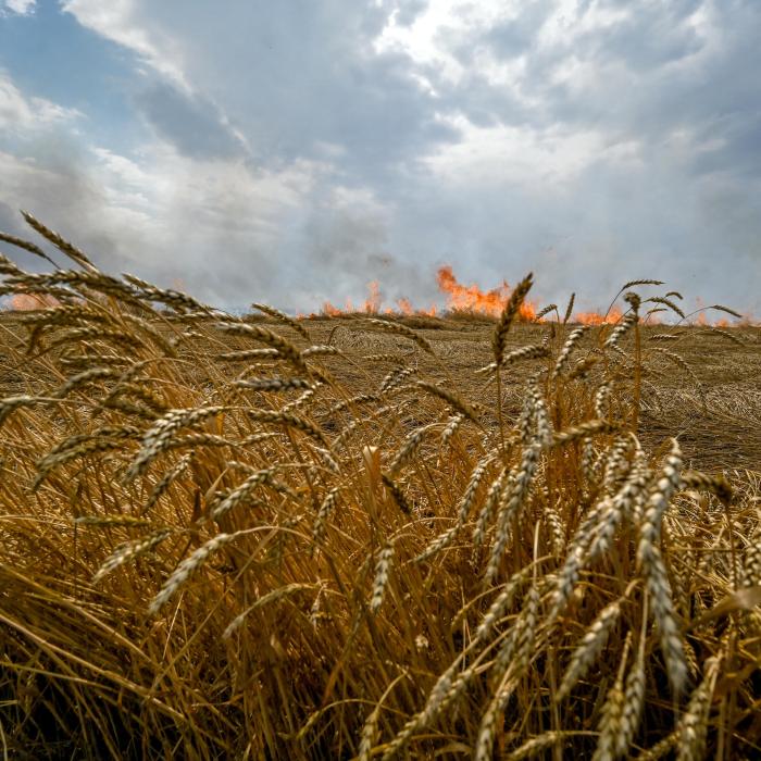 Global food insecurity due to the war in Ukraine