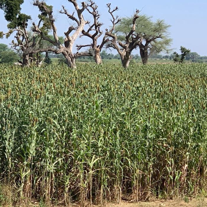 Sudan’s agricultural input supply in times of war