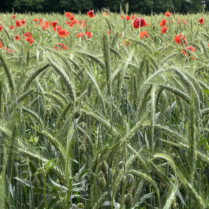 A Burden or a Boost? Corporate Sustainability Due Diligence in European Agriculture
