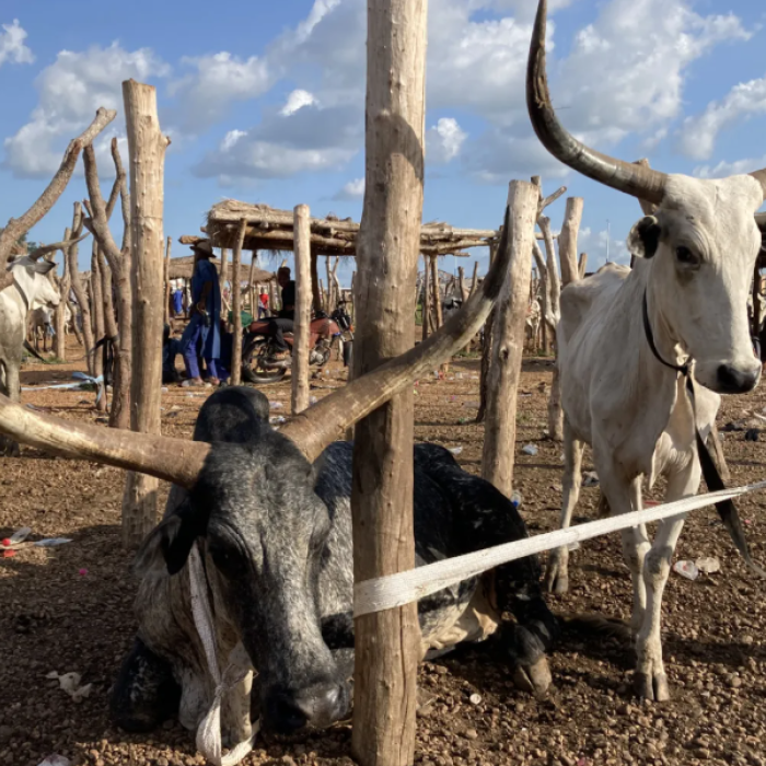 How stolen cattle links Ghana to the jihadist conflict in the Sahel