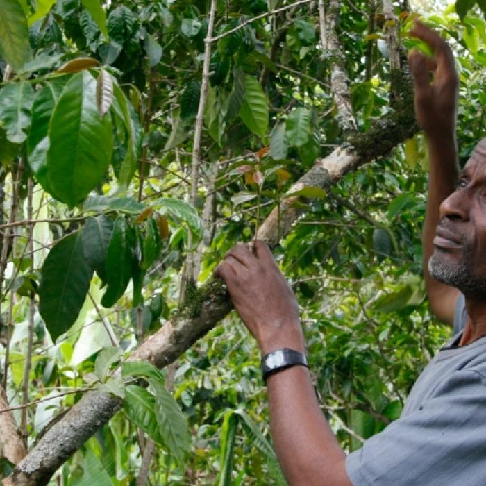 The EUDR’s Effect on Ethiopia’s Coffee Sector