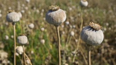 Poppy diplomacy in Afghanistan: embracing the benefits of the illegal opium economy