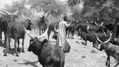 Pandemic meets poverty: Pandemonium for pastoralists in the Sahel