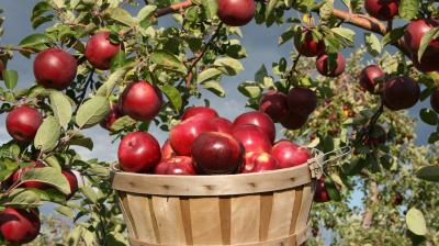 EU enlargement package: Can one bad apple spoil the whole barrel?