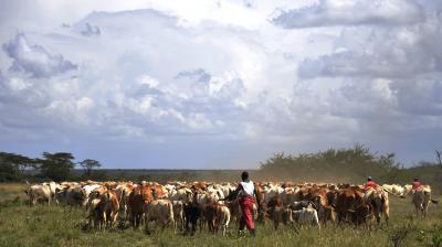 Pastoralist adaptation in Burkina Faso