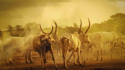 Rethinking responses to pastoralism-related conflicts