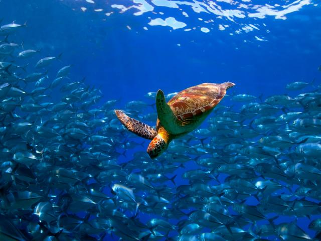 Diplomats Dive Deep in Blue Economy Training towards a healthy Indian and Pacific Ocean